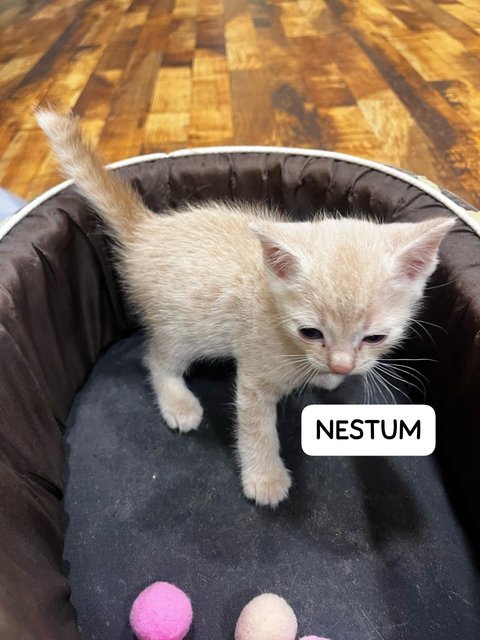 Nugget, Nestum, Ginger, Sunny, Nacho - Tabby Cat