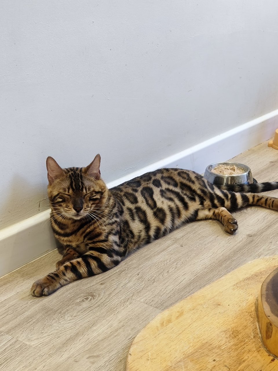 Lucky &amp; Nuggets - Bengal Cat