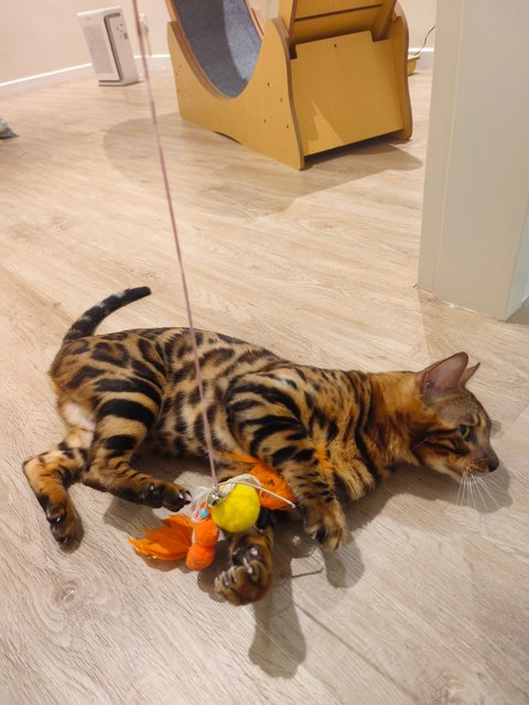 Lucky &amp; Nuggets - Bengal Cat