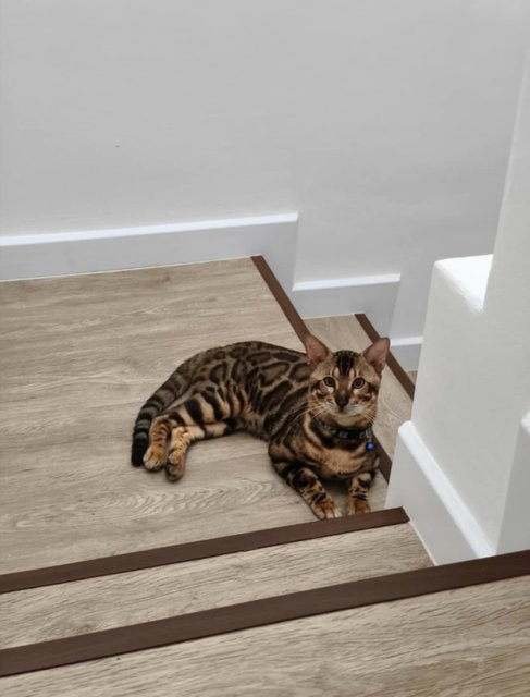 Lucky &amp; Nuggets - Bengal Cat