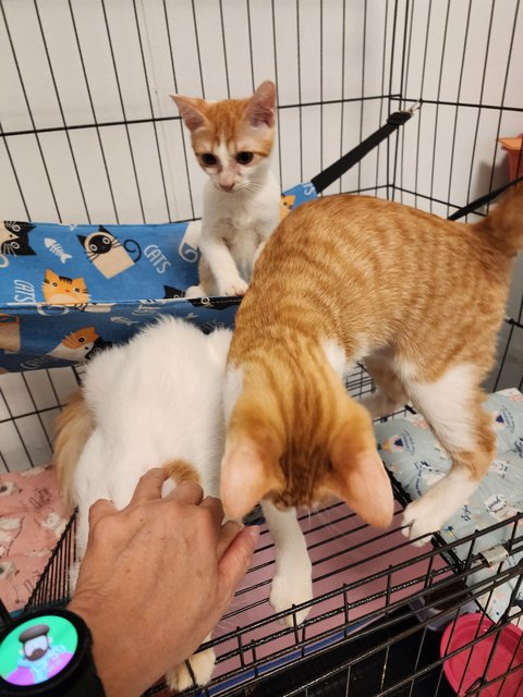 Cheddar &amp; Brie - Domestic Short Hair Cat