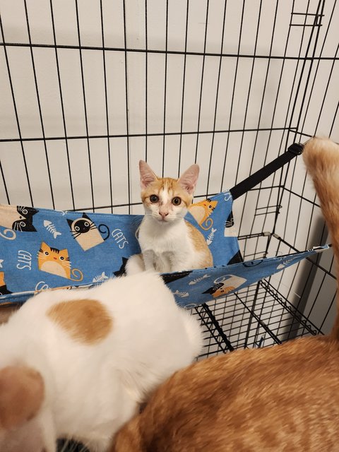 Cheddar &amp; Brie - Domestic Short Hair Cat