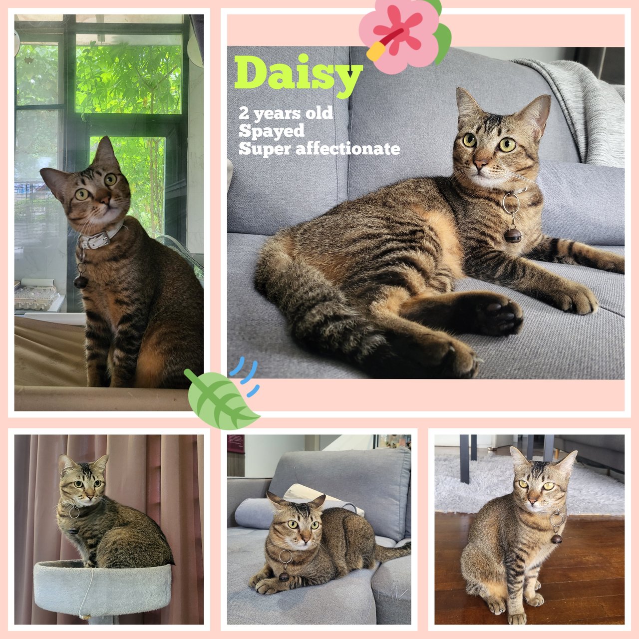 Daisy🌼 - Domestic Short Hair Cat