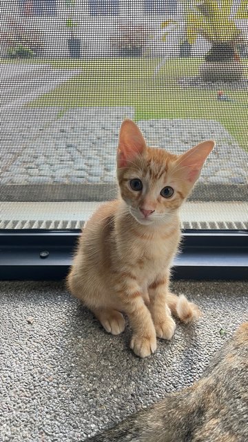 4 Litter Kittens - Domestic Medium Hair Cat