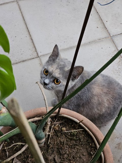 Miu Miu - British Shorthair Cat