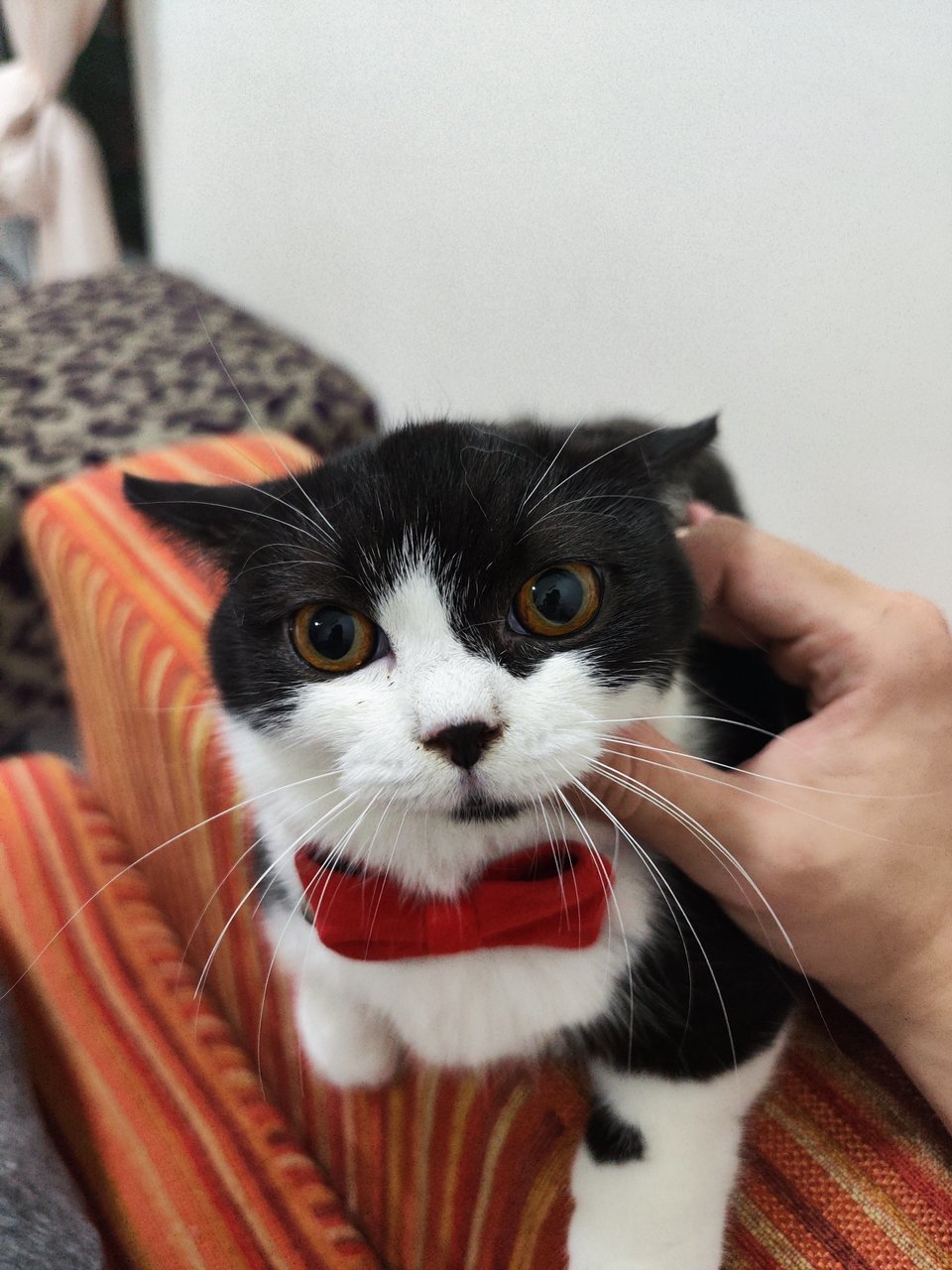 Tuxedo Cat - Munchkin Cat