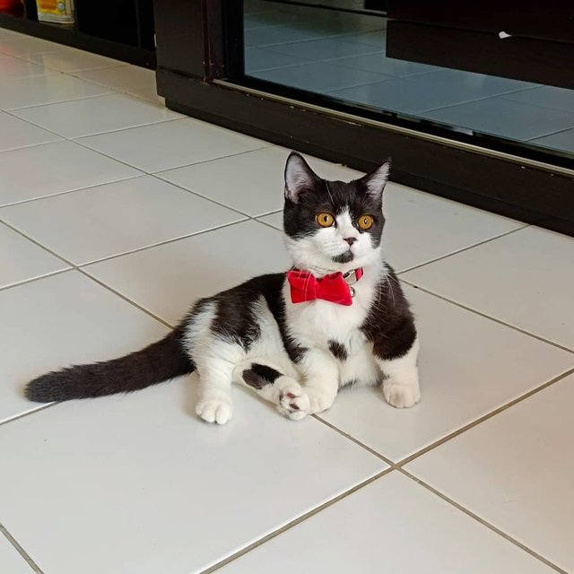 Tuxedo Cat - Munchkin Cat