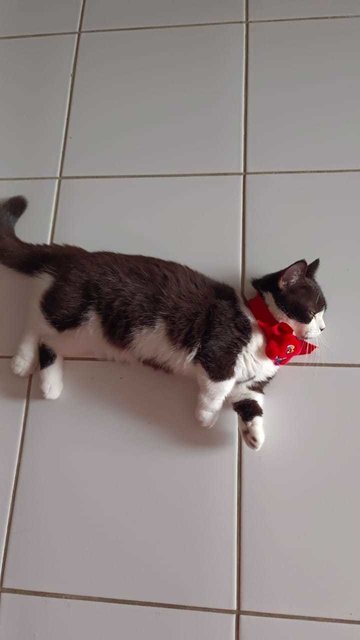 Tuxedo Cat - Munchkin Cat