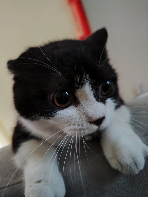 Tuxedo Cat - Munchkin Cat