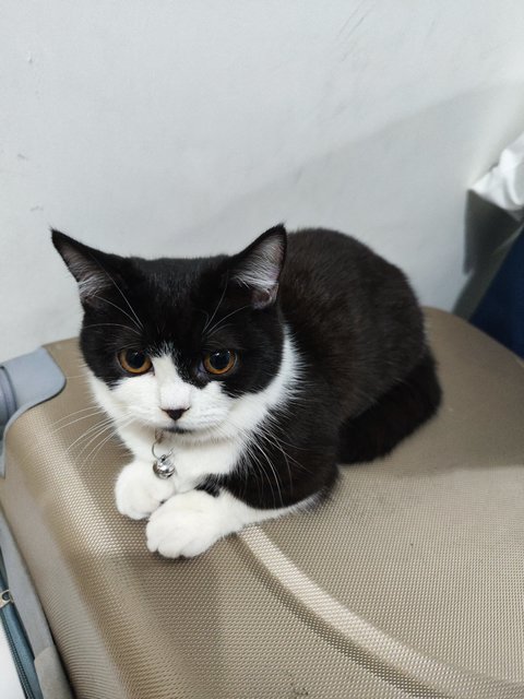 Tuxedo Cat - Munchkin Cat