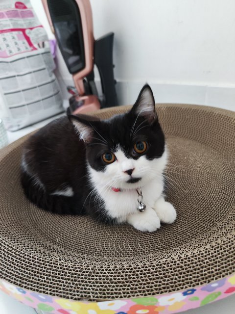 Tuxedo Cat - Munchkin Cat