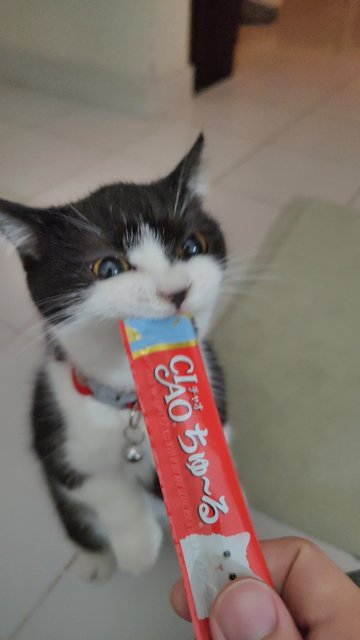 Tuxedo Cat - Munchkin Cat