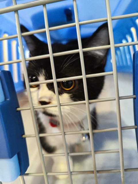 Tuxedo Cat - Munchkin Cat