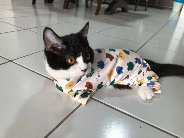 Tuxedo Cat - Munchkin Cat