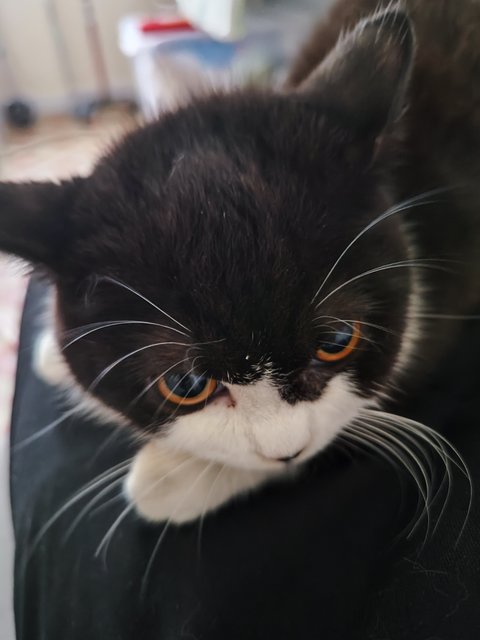 Tuxedo Cat - Munchkin Cat