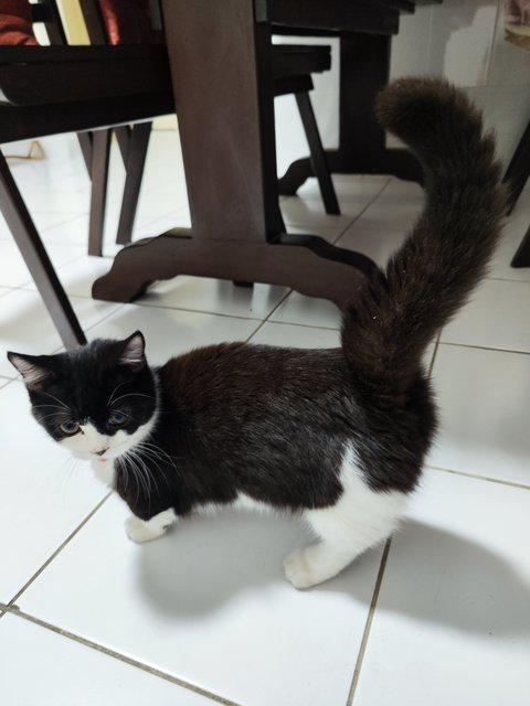 Tuxedo Cat - Munchkin Cat