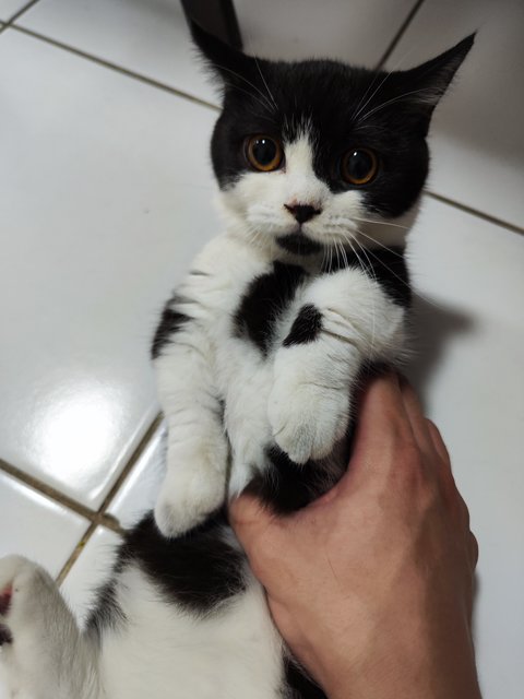 Tuxedo Cat - Munchkin Cat