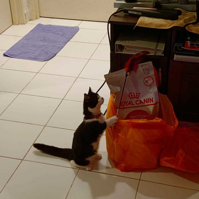 Tuxedo Cat - Munchkin Cat