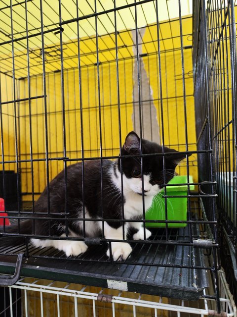 Tuxedo Cat - Munchkin Cat