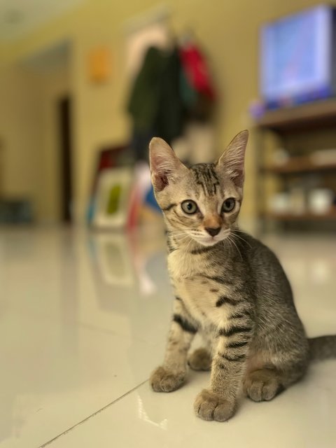 Honda And Toyota  - Domestic Short Hair Cat