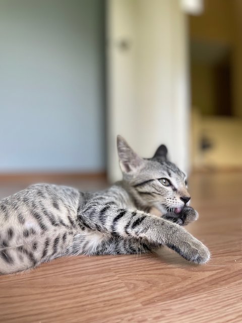 Honda And Toyota  - Domestic Short Hair Cat