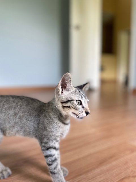 Honda And Toyota  - Domestic Short Hair Cat