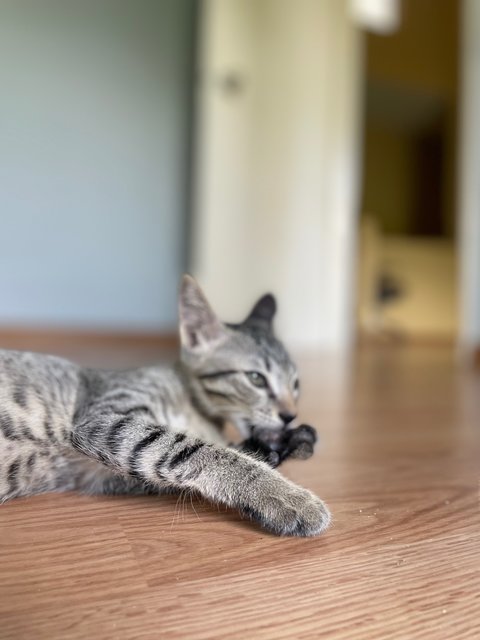 Honda And Toyota  - Domestic Short Hair Cat