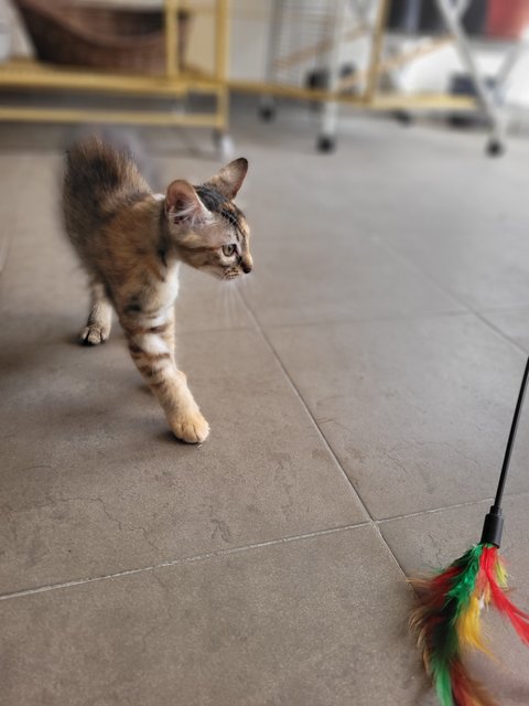 Tori Amos - Domestic Medium Hair Cat