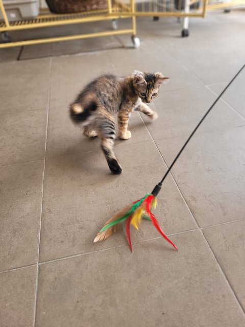 Tori Amos - Domestic Medium Hair Cat