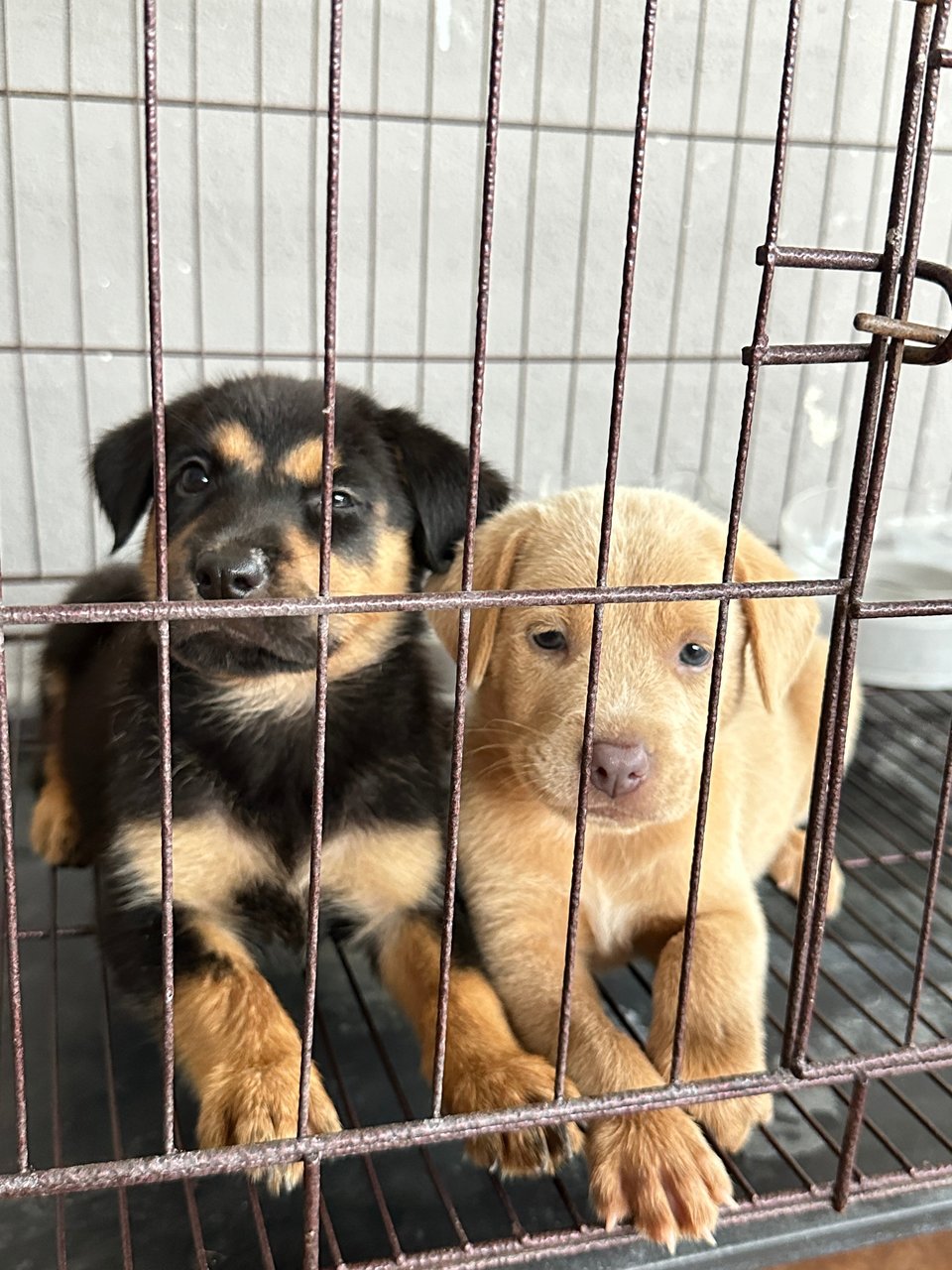 Almond And Biscuit  - Mixed Breed Dog