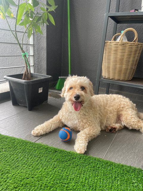 Barney - Mixed Breed Dog