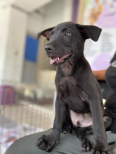 Sci &amp; Law - Mixed Breed Dog