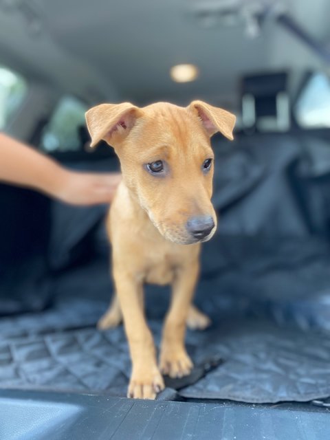 Sci &amp; Law - Mixed Breed Dog