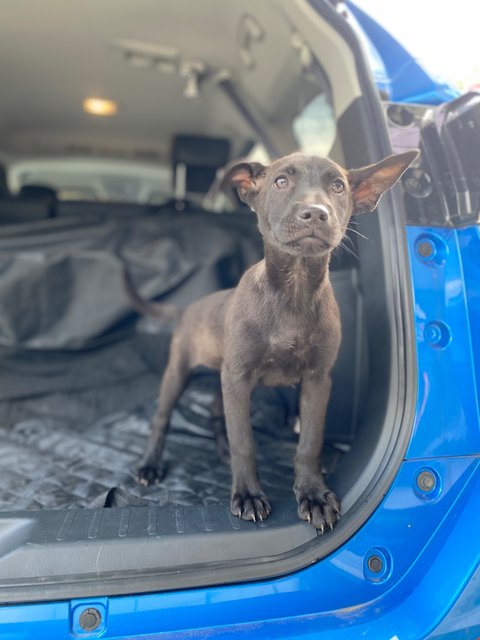Sci &amp; Law - Mixed Breed Dog