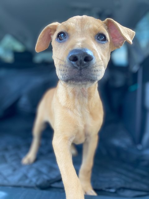 Sci &amp; Law - Mixed Breed Dog