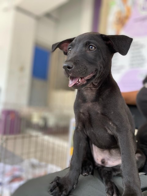 Sci &amp; Law - Mixed Breed Dog
