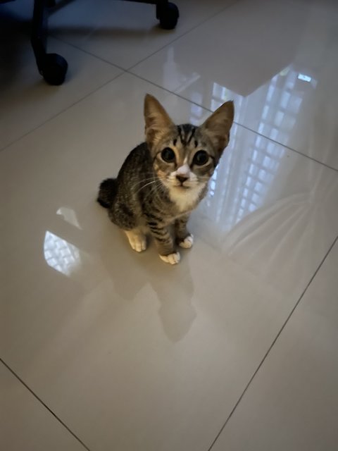 Adik - Domestic Short Hair Cat