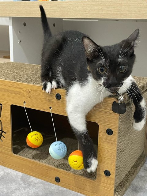 Charles  - Tuxedo Cat