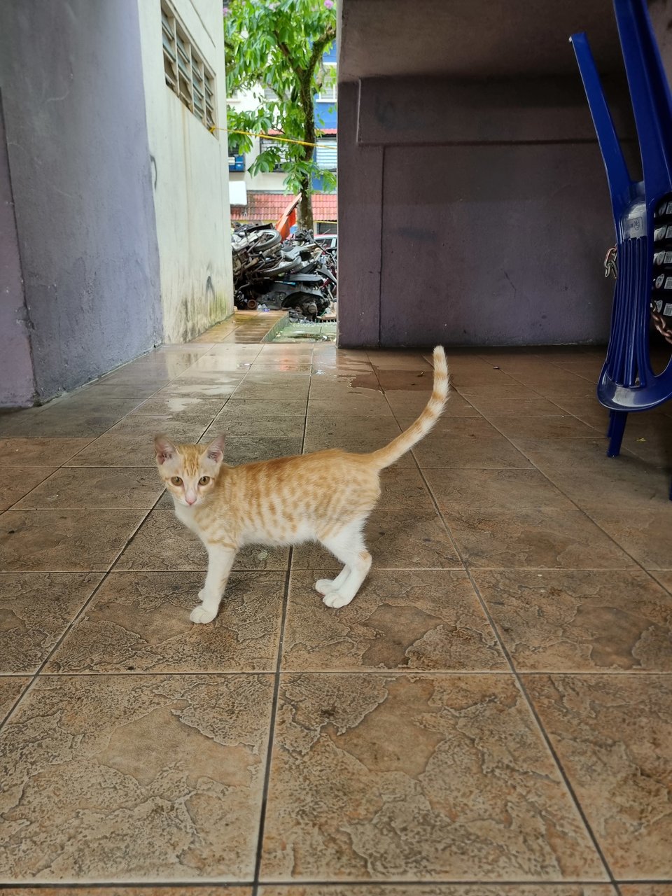 Zack - Domestic Short Hair Cat