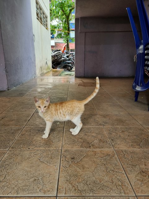 Zack - Domestic Short Hair Cat