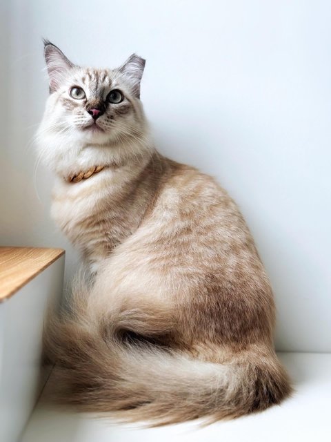 Big Purr C - Domestic Medium Hair Cat