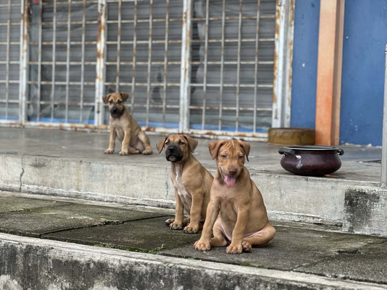 Brownnie - Mixed Breed Dog