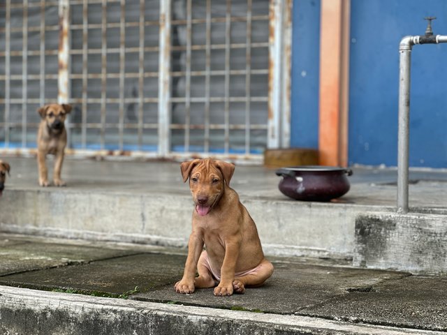 Brownnie - Mixed Breed Dog