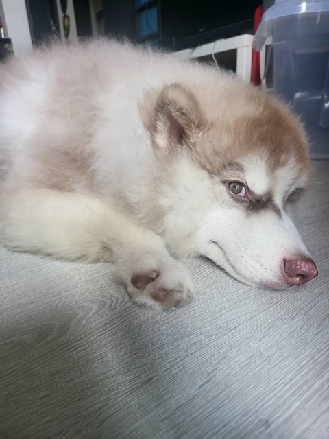 Ahboy - Husky + Siberian Husky Dog