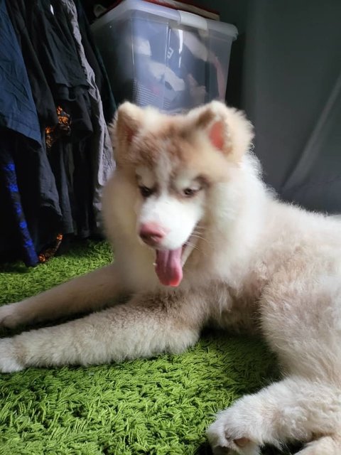 Ahboy - Husky + Siberian Husky Dog