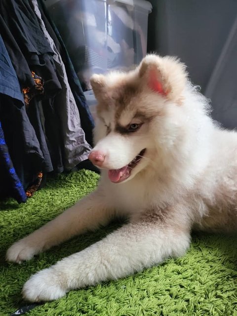 Ahboy - Husky + Siberian Husky Dog