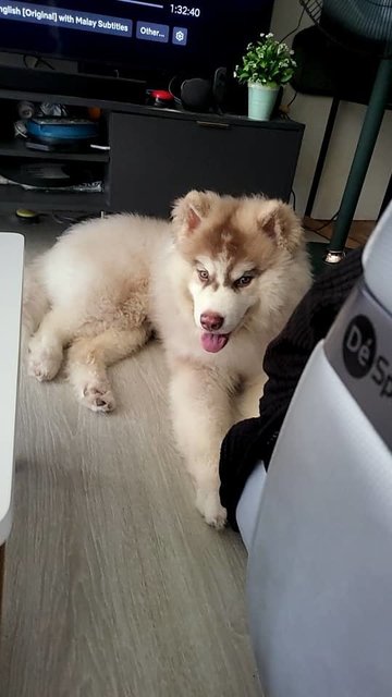 Ahboy - Husky + Siberian Husky Dog