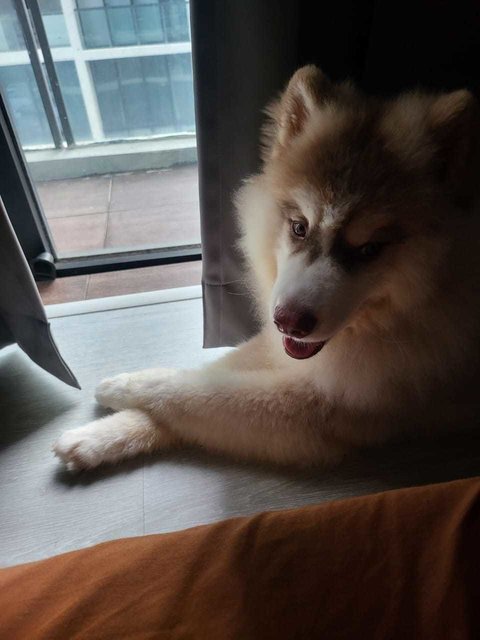 Ahboy - Husky + Siberian Husky Dog