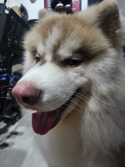 Ahboy - Husky + Siberian Husky Dog