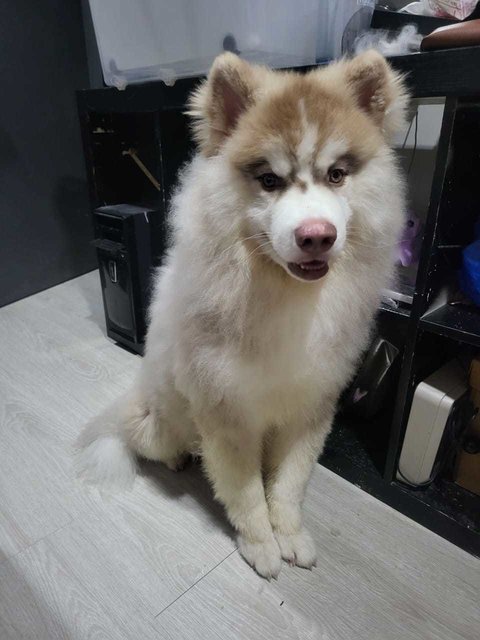 Ahboy - Husky + Siberian Husky Dog